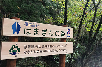 横浜銀行 はまぎんの森　横浜銀行は、森林再生パートナーとして、かながわの森林再生に協力しています。